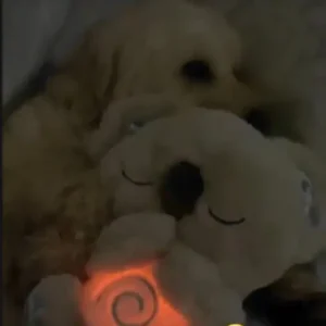 Clinclii™ - Breathing Koala Plush